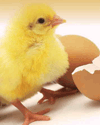 Птичье яйцо - чудо-упаковка