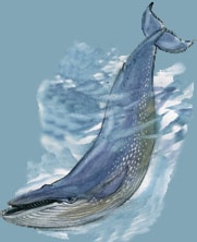 Синий кит