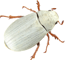 жук cyphochilus