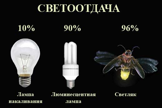Эффективность светоотдачи ламп и светляка