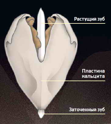 конструкция зуба морского ежа