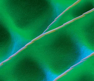 поверхность крыла бабочки под микроскопом